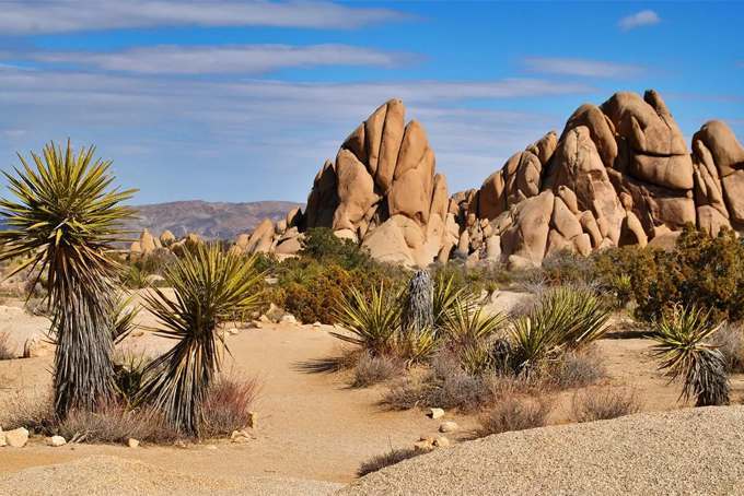 Joshua Tree National Park